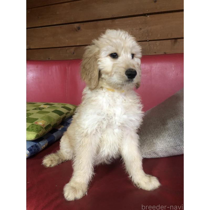 成約済の兵庫県のゴールデンドゥードル:ゴールデンレトリーバー×プードル-444211の7枚目