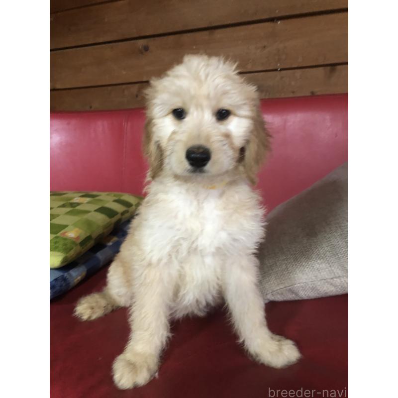 成約済の兵庫県のゴールデンドゥードル:ゴールデンレトリーバー×プードル-444211の6枚目