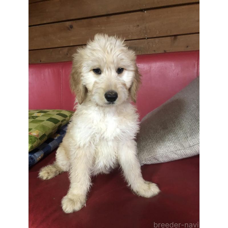 成約済の兵庫県のゴールデンドゥードル:ゴールデンレトリーバー×プードル-444211の5枚目