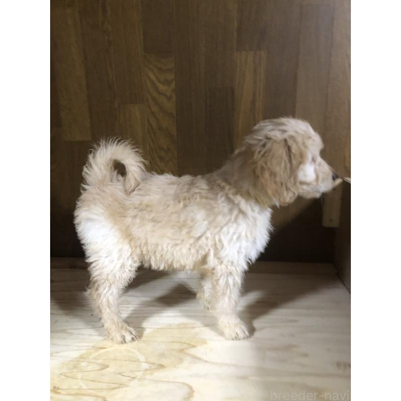 成約済の兵庫県のゴールデンドゥードル:ゴールデンレトリーバー×プードル-444211の4枚目