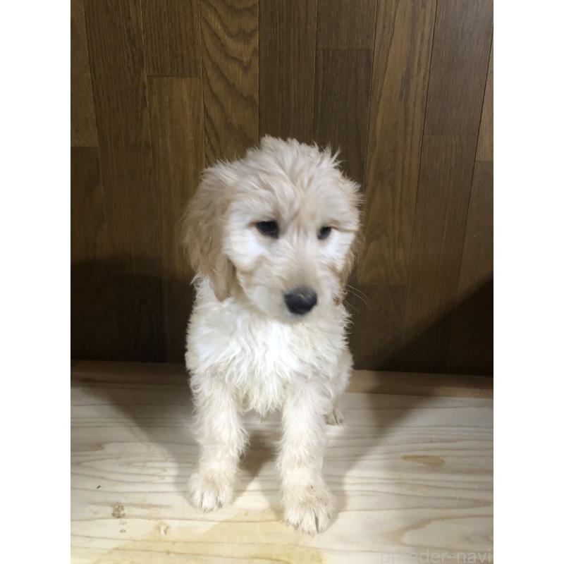 成約済の兵庫県のゴールデンドゥードル:ゴールデンレトリーバー×プードル-444211の3枚目