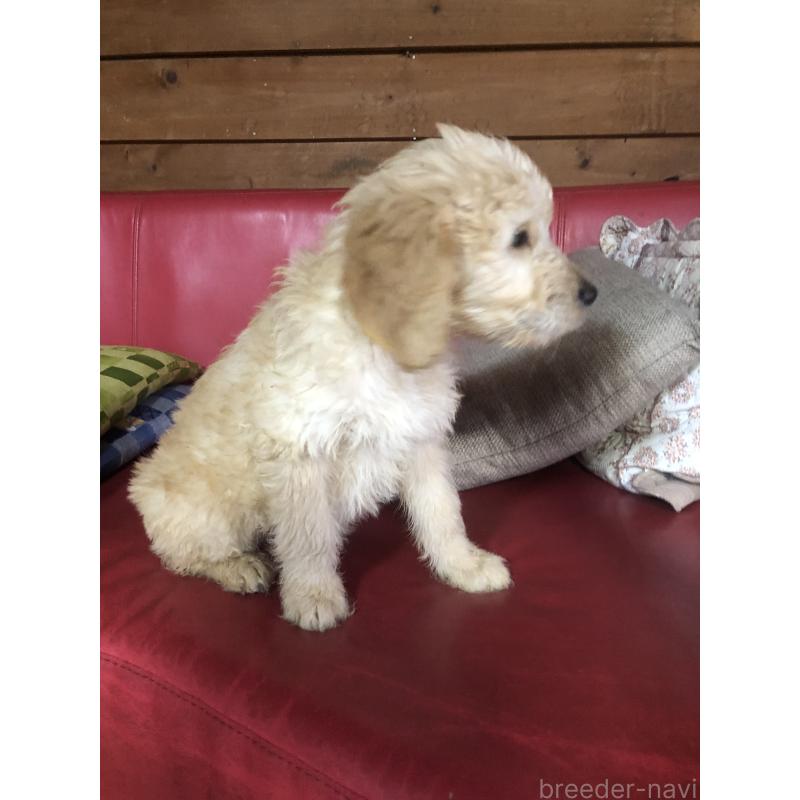 成約済の兵庫県のゴールデンドゥードル:ゴールデンレトリーバー×プードル-444211の2枚目