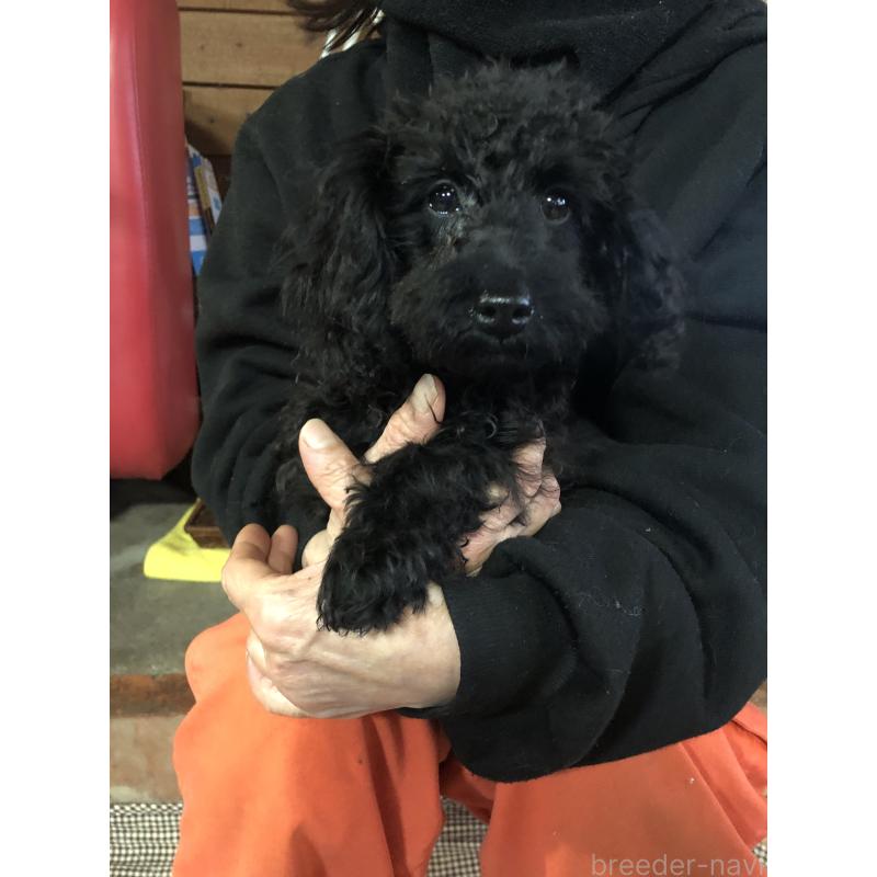 販売中の兵庫県のトイプードル-431955の13枚目