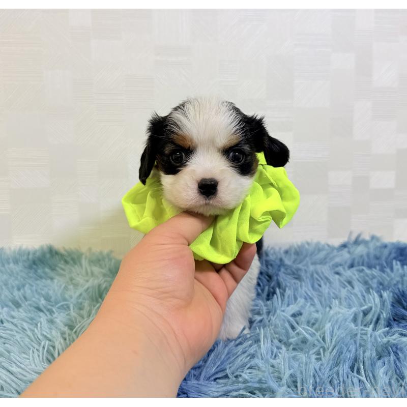 成約済の埼玉県のキャバリアキングチャールズスパニエル-443913の5枚目