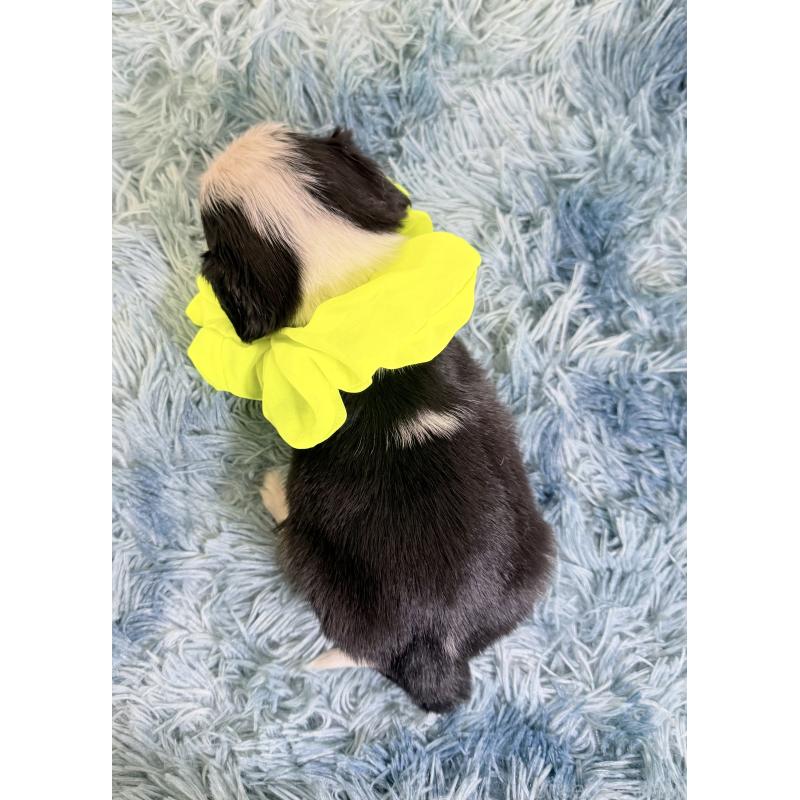 成約済の埼玉県のキャバリアキングチャールズスパニエル-443913の3枚目