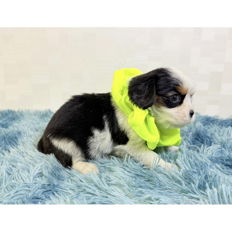 成約済の埼玉県のキャバリアキングチャールズスパニエル-443913の2枚目