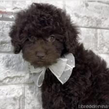 ♀︎タイニープードル