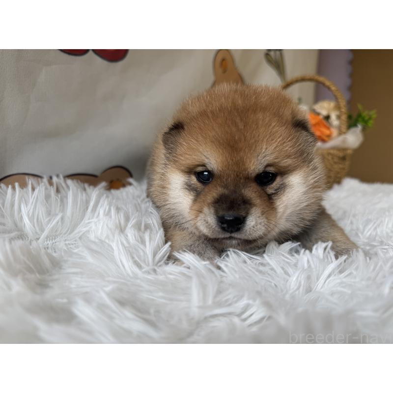 成約済の茨城県の柴犬-443156の4枚目