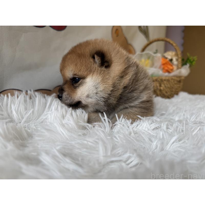 成約済の茨城県の柴犬-443156の2枚目