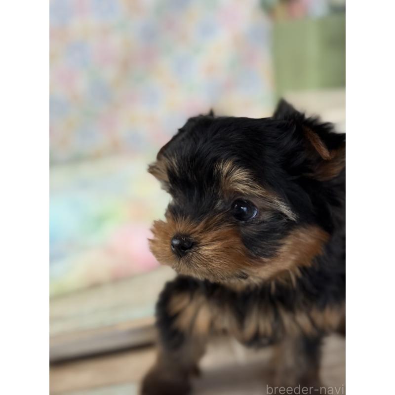 成約済の宮崎県のヨークシャーテリア-441325の8枚目