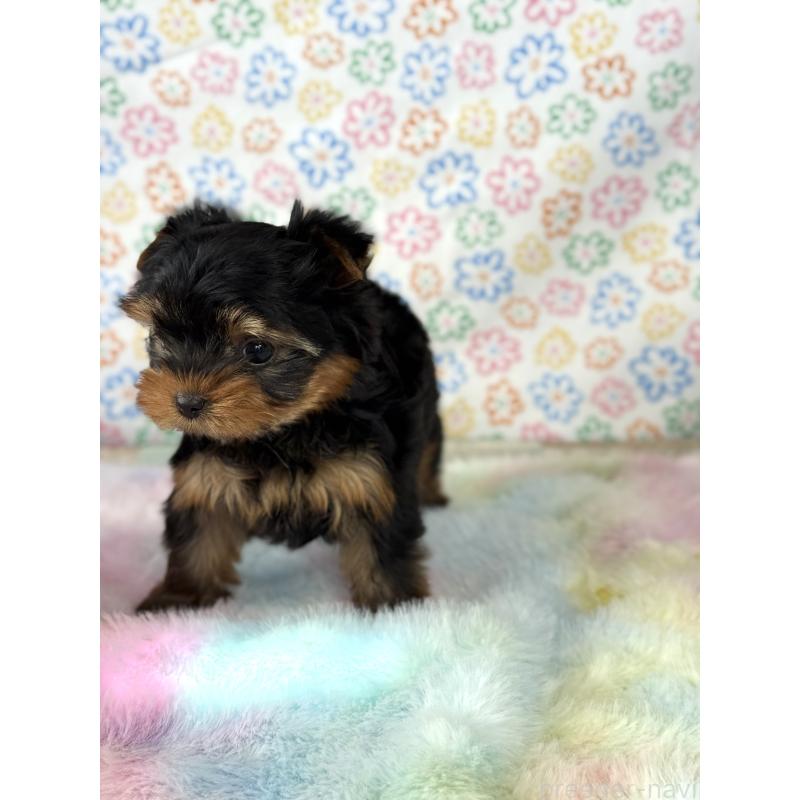 成約済の宮崎県のヨークシャーテリア-441325の7枚目