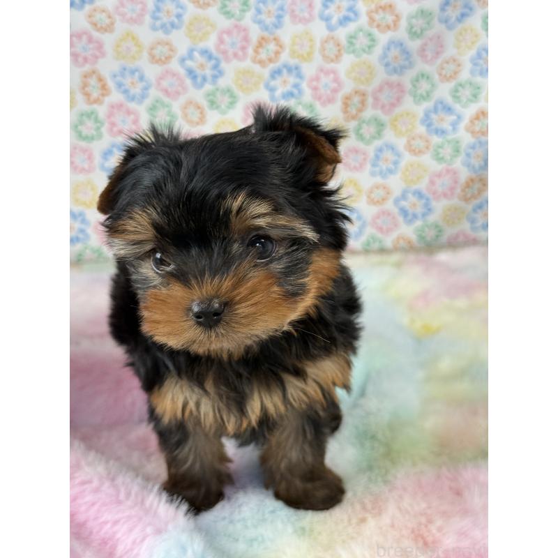 成約済の宮崎県のヨークシャーテリア-441325の6枚目