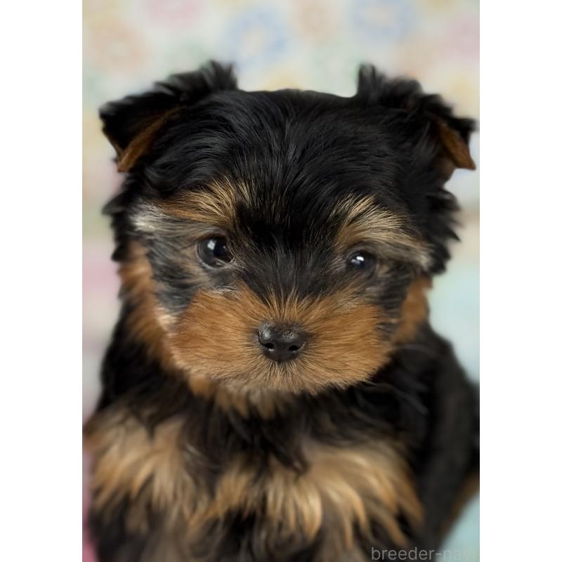 成約済の宮崎県のヨークシャーテリア-441325の5枚目