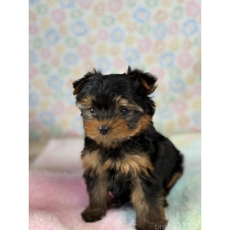 成約済の宮崎県のヨークシャーテリア-441325の4枚目