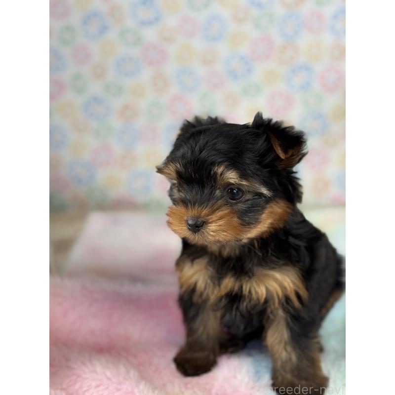 成約済の宮崎県のヨークシャーテリア-441325の3枚目