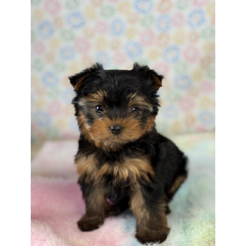 成約済の宮崎県のヨークシャーテリア-441325の2枚目