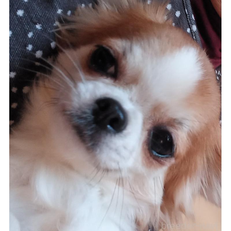 成約済の山口県のチワワ(ロングコート)-443335の2枚目