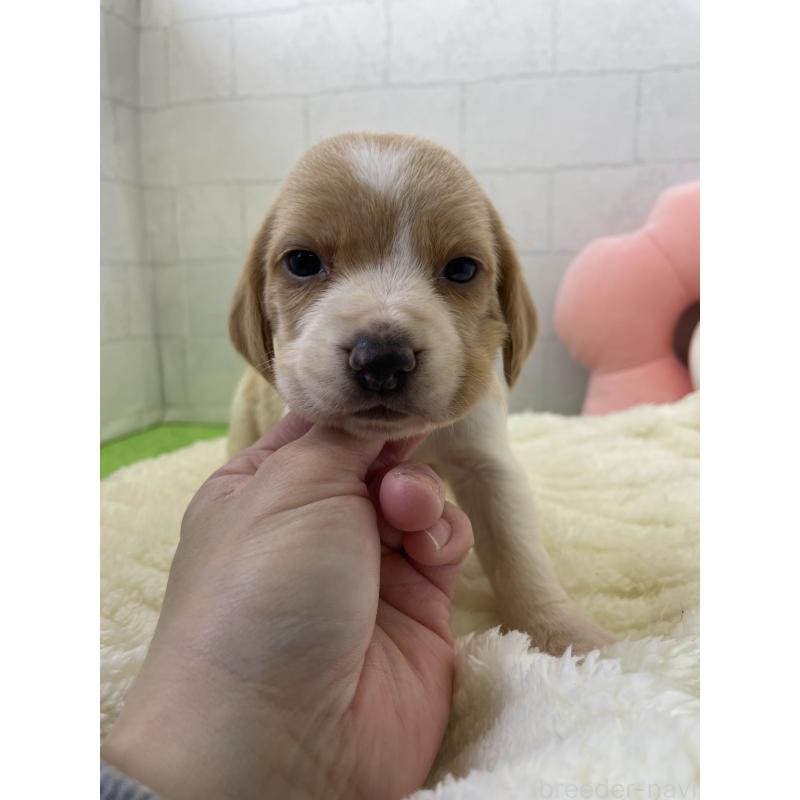 成約済の千葉県のビーグル-443975の3枚目