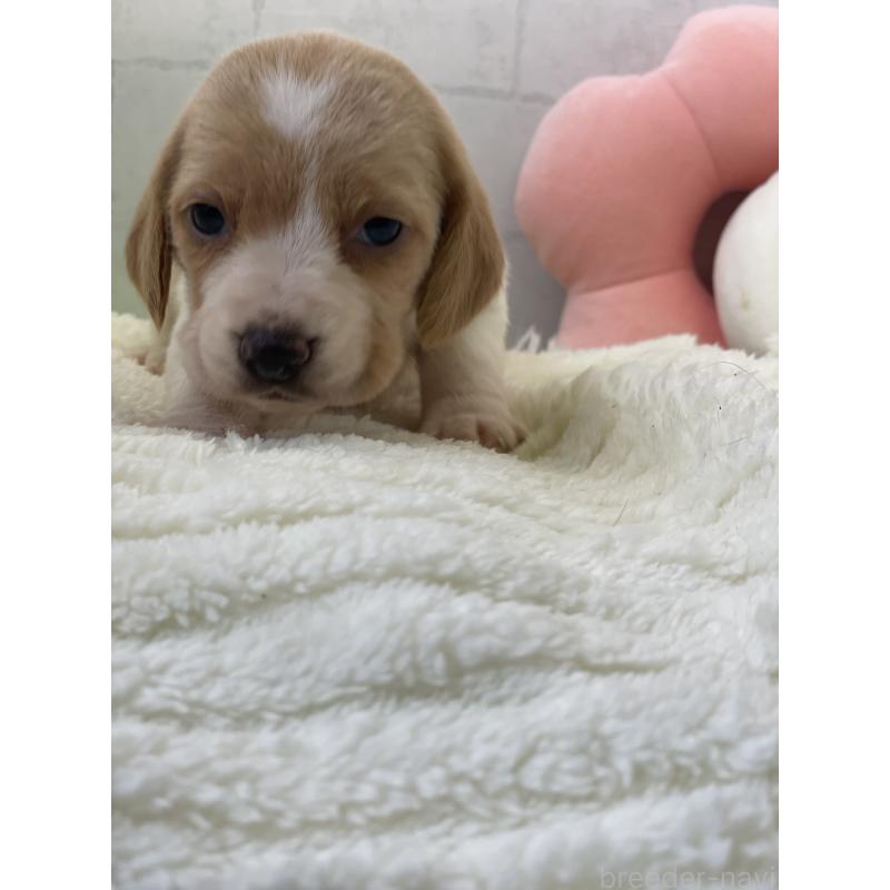 成約済の千葉県のビーグル-443975の2枚目