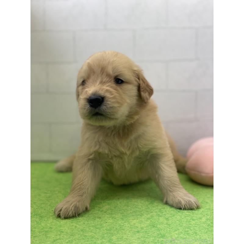 成約済の千葉県のゴールデンレトリーバー-443954の2枚目