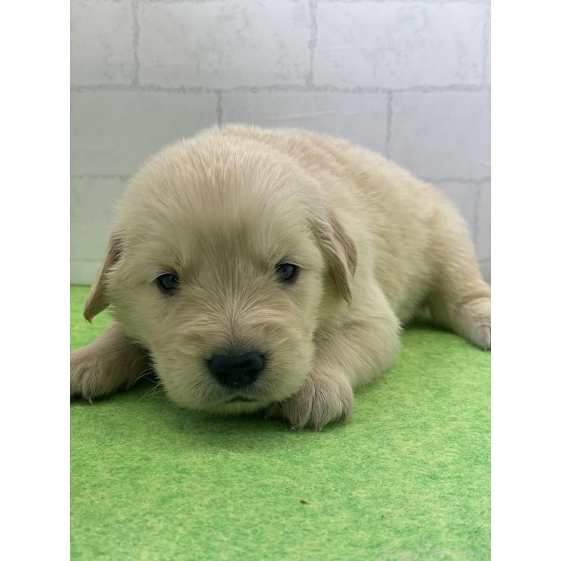 成約済の千葉県のゴールデンレトリーバー-443953の2枚目