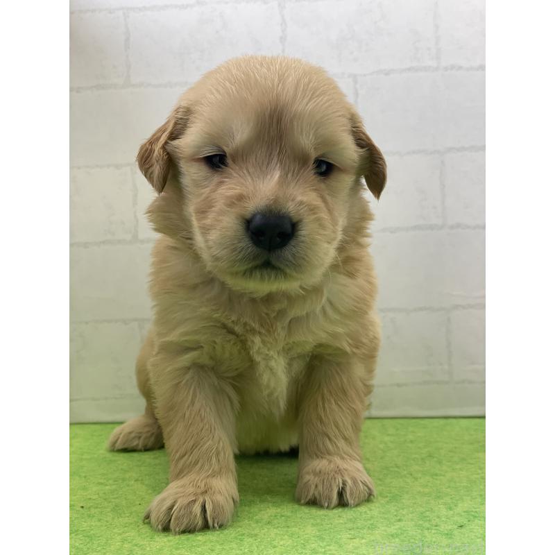 成約済の千葉県のゴールデンレトリーバー-443950の2枚目