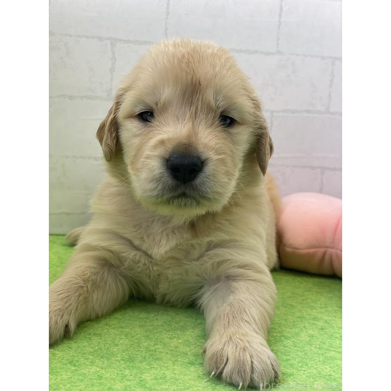 成約済の千葉県のゴールデンレトリーバー-443952の2枚目