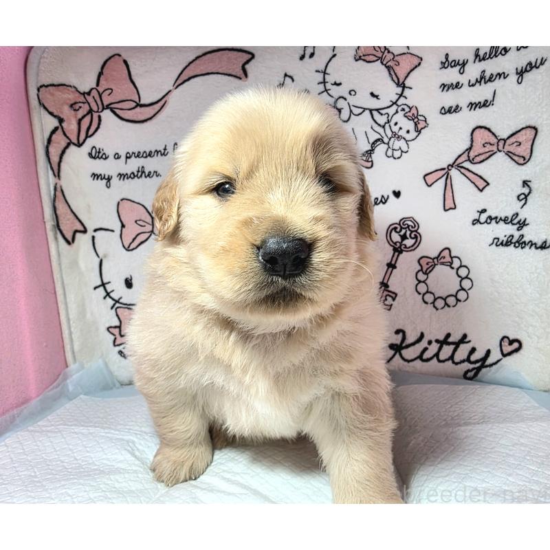 成約済の静岡県のゴールデンレトリーバー-443632の8枚目