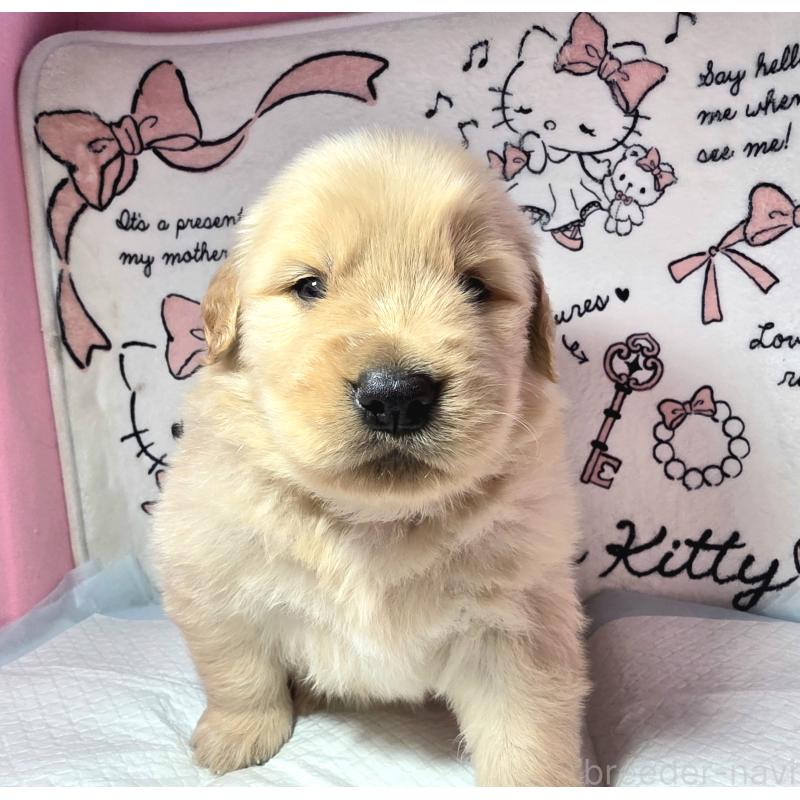 成約済の静岡県のゴールデンレトリーバー-443632の7枚目