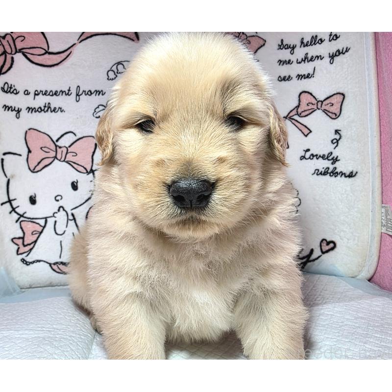 成約済の静岡県のゴールデンレトリーバー-443632の6枚目