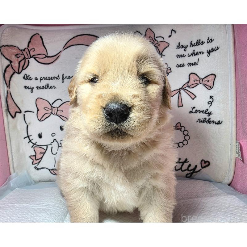 成約済の静岡県のゴールデンレトリーバー-443632の5枚目