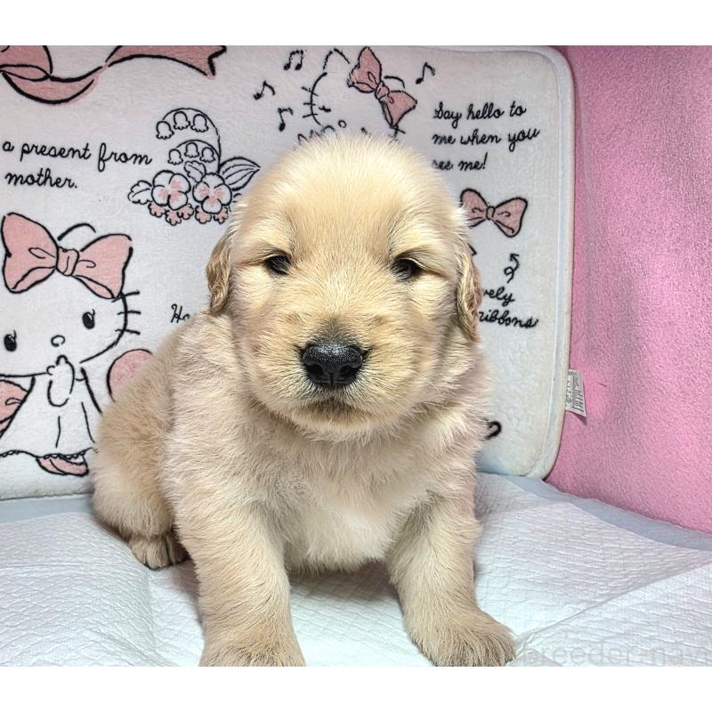 成約済の静岡県のゴールデンレトリーバー-443632の4枚目