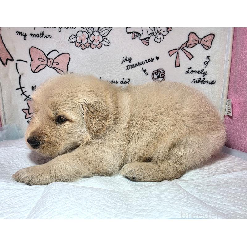 成約済の静岡県のゴールデンレトリーバー-443632の3枚目