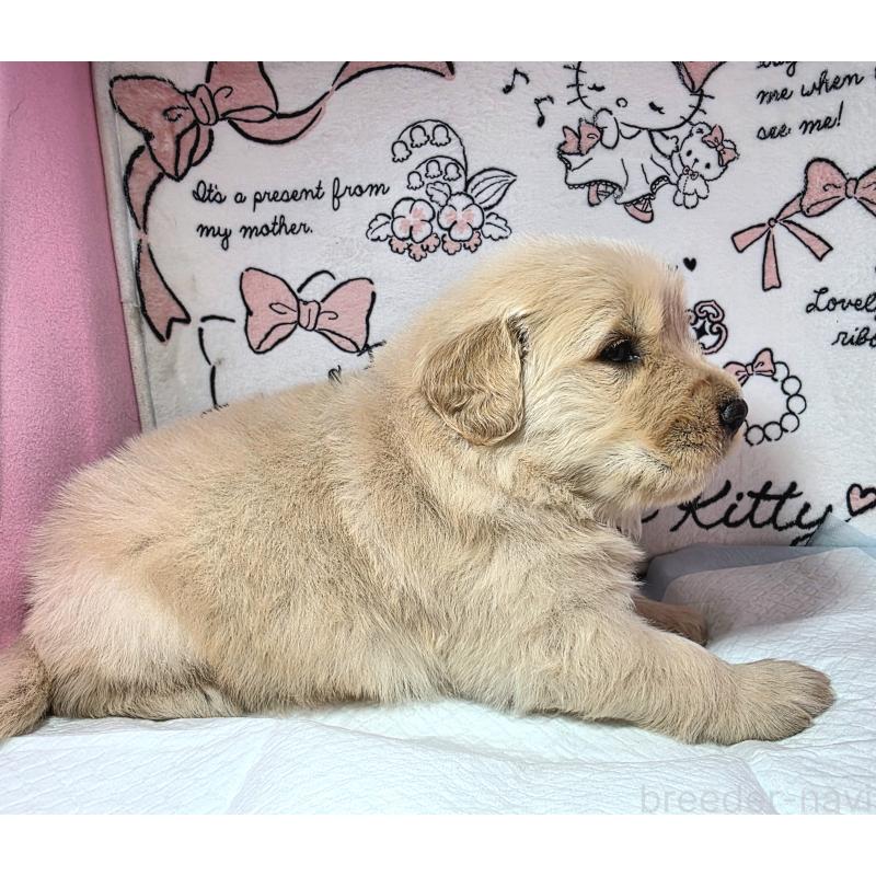 成約済の静岡県のゴールデンレトリーバー-443632の2枚目