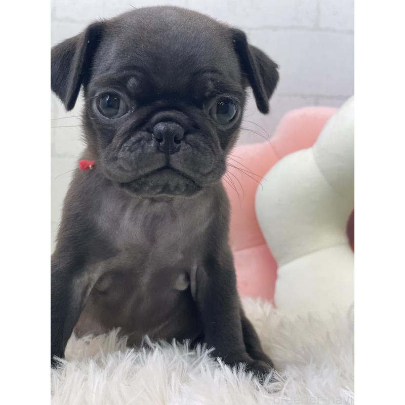 成約済の千葉県のパグ-442741の2枚目