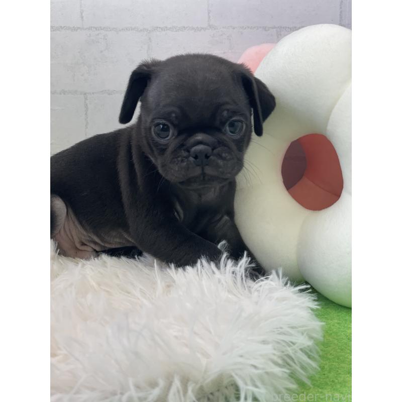 成約済の千葉県のパグ-442745の2枚目