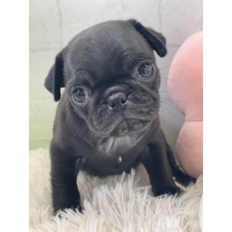 成約済の千葉県のパグ-442744の2枚目