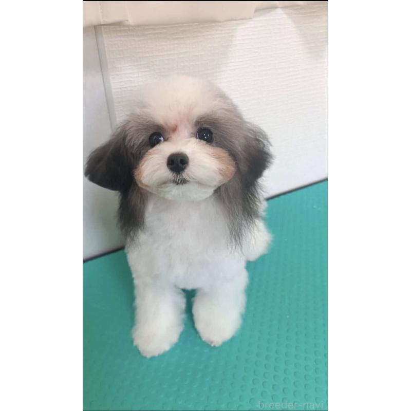 販売中の愛媛県のティーカッププードル-432327の3枚目