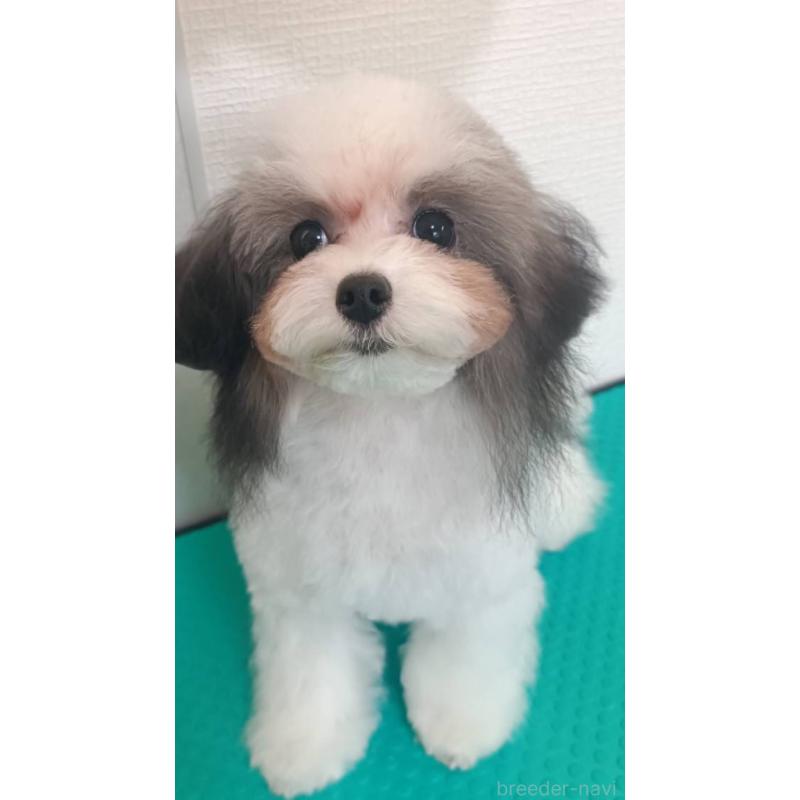 販売中の愛媛県のティーカッププードル-432327の2枚目