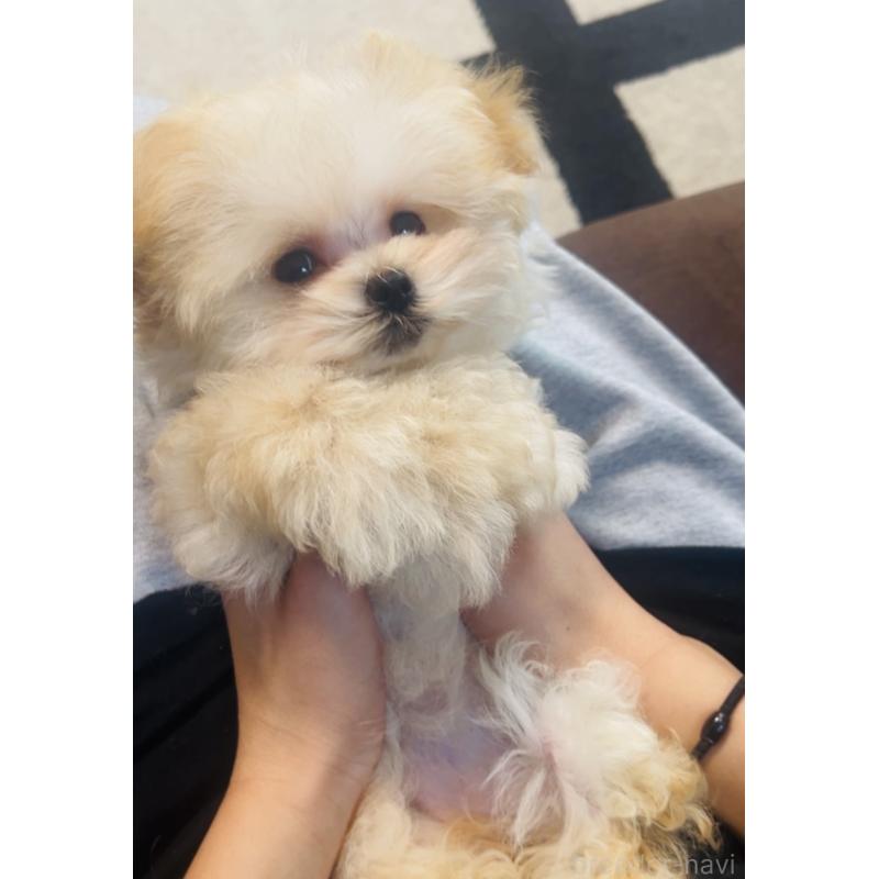 成約済の福岡県のミックス犬-443141の8枚目