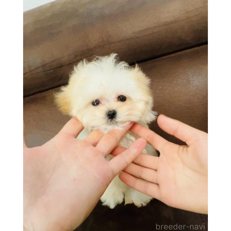 成約済の福岡県のミックス犬-443141の7枚目