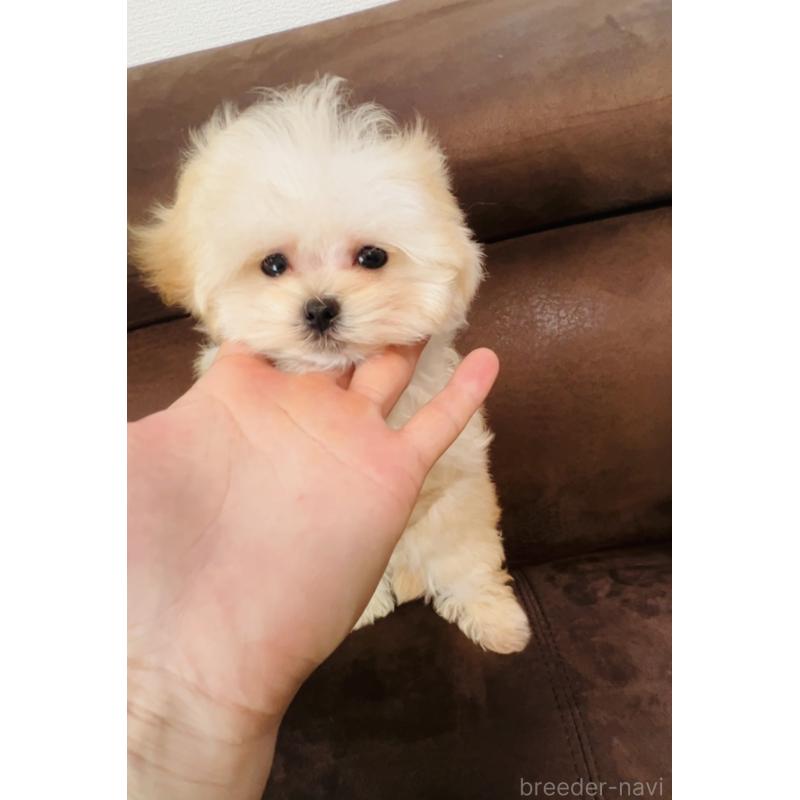 成約済の福岡県のミックス犬-443141の6枚目