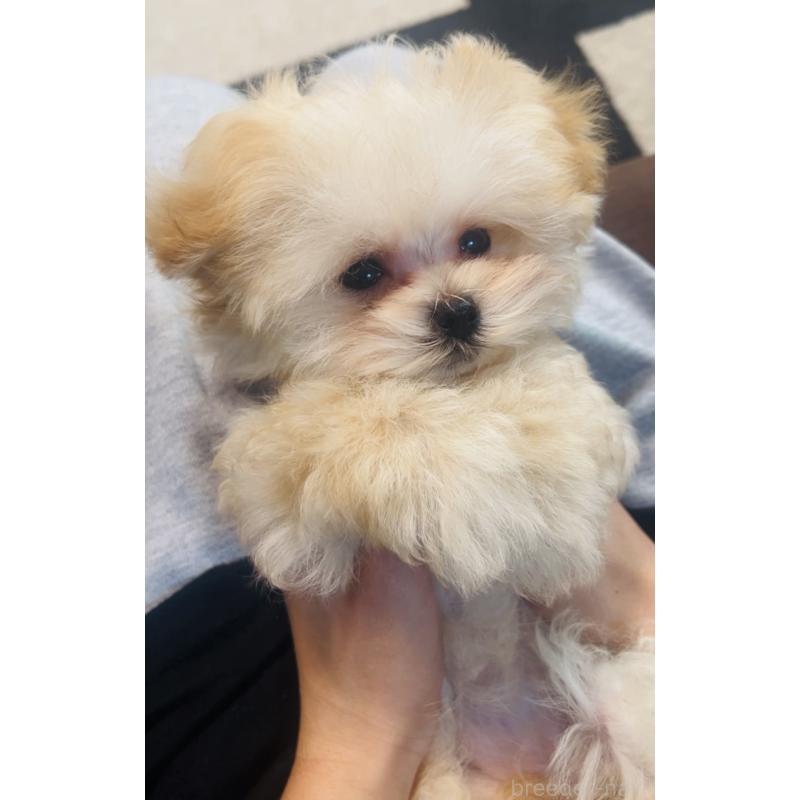 成約済の福岡県のミックス犬-443141の5枚目