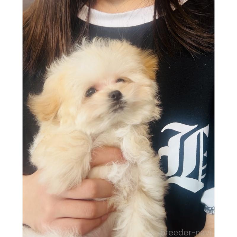 成約済の福岡県のミックス犬-443141の4枚目