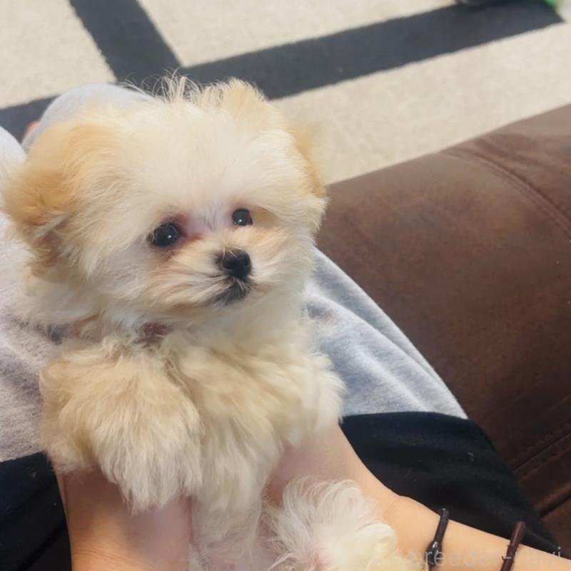 成約済の福岡県のミックス犬-443141の3枚目