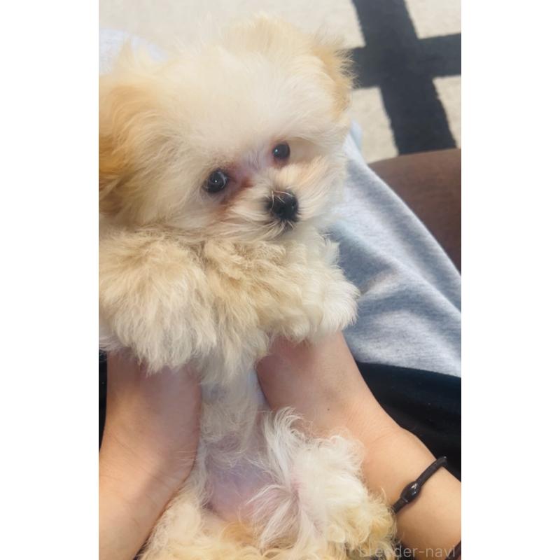 成約済の福岡県のミックス犬-443141の2枚目