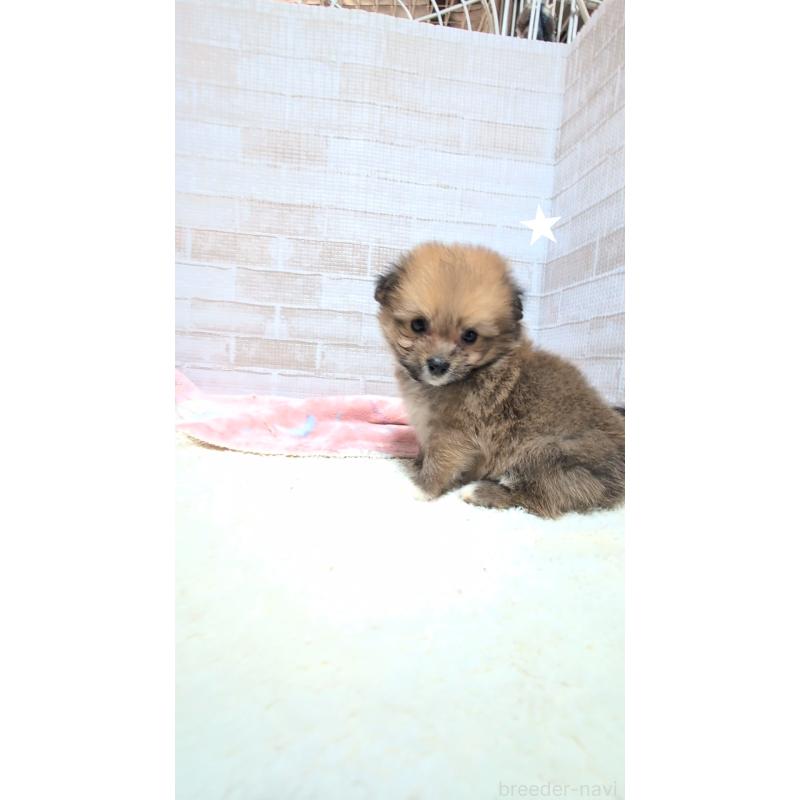 成約済の熊本県のミックス犬-440652の3枚目