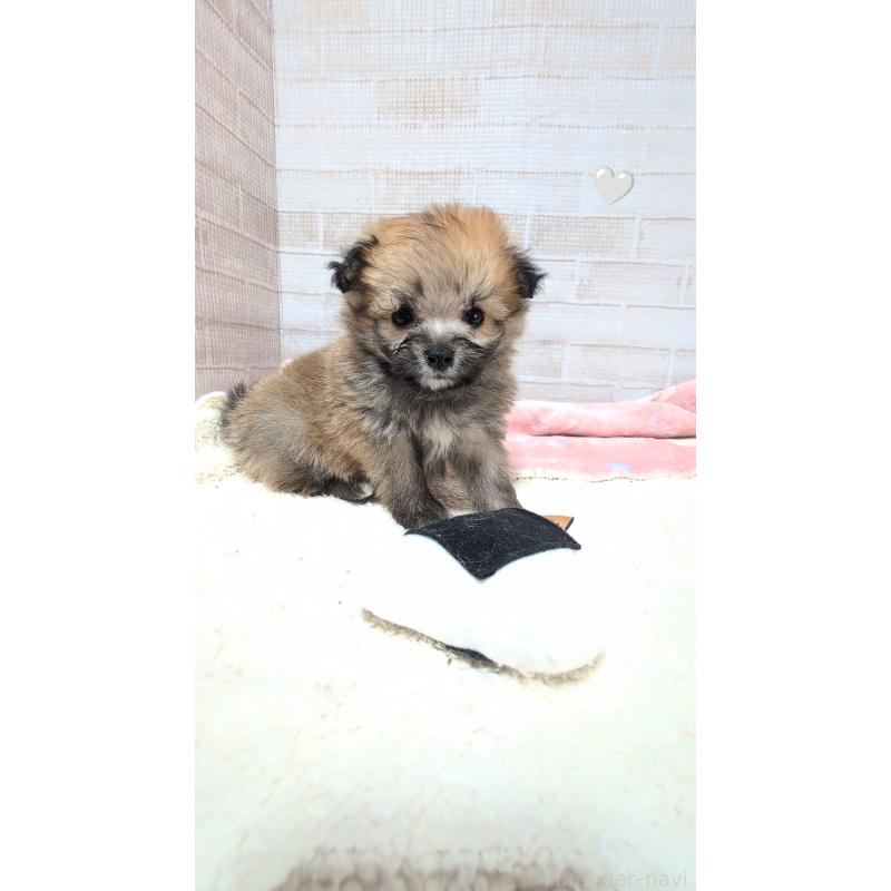 成約済の熊本県のミックス犬-440651の4枚目