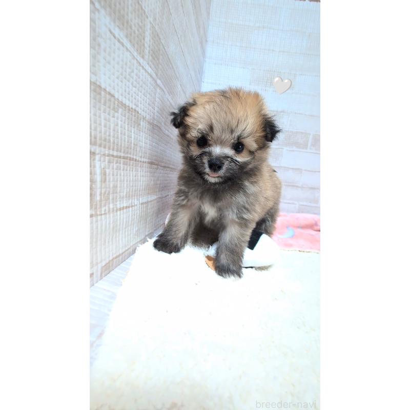 成約済の熊本県のミックス犬-440651の3枚目