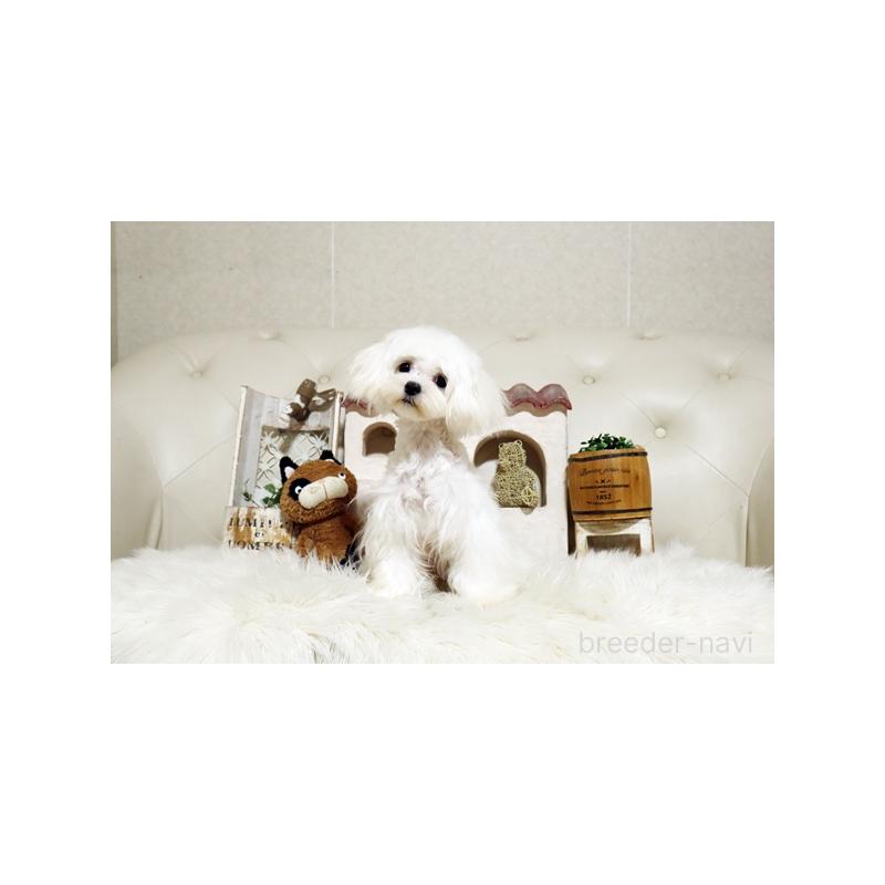 成約済の佐賀県のマルチーズ-404431の5枚目